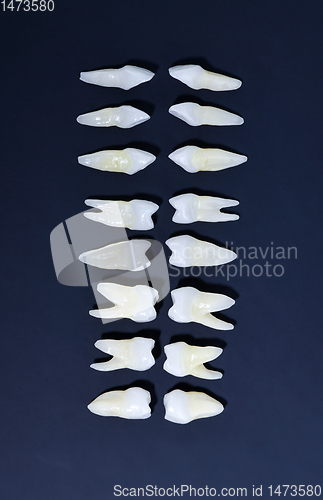 Image of Top view of white teeth on blue background