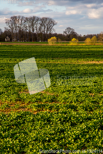 Image of Landscape with cereal field, trees and blue sky