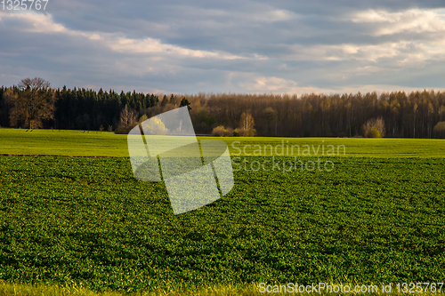 Image of Landscape with cereal field, forest and blue sky