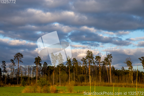 Image of Landscape with pine trees and blue sky