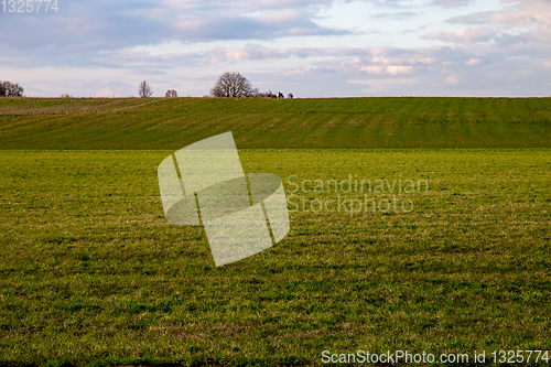 Image of Landscape with cereal field and blue sky