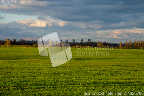 Image of Landscape with cereal field, forest and blue sky