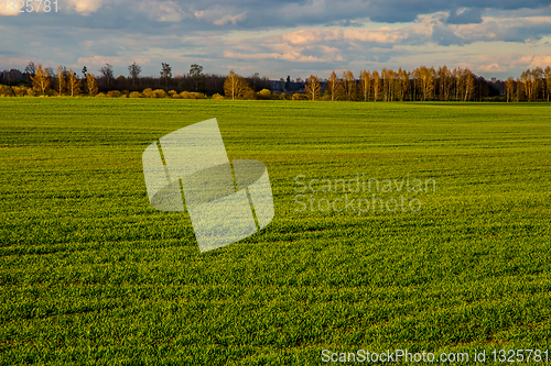 Image of Landscape with cereal field, forest and blue sky