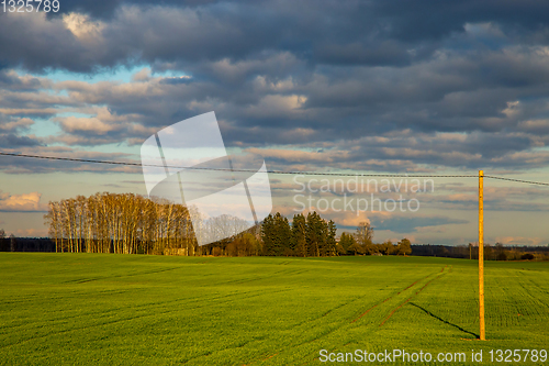 Image of Landscape with cereal field, trees and blue sky