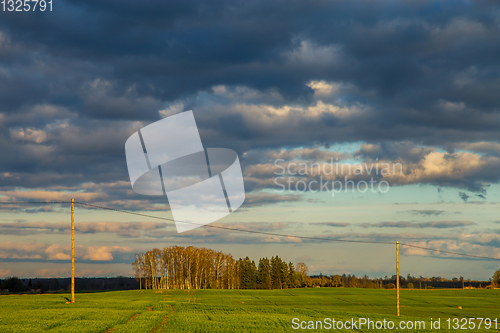Image of Landscape with cereal field, trees and blue sky