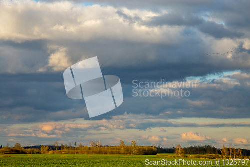 Image of Landscape with cereal field, trees and blue sky