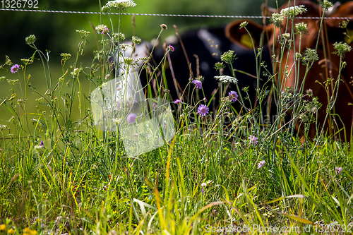 Image of Cows pasture in green meadow.