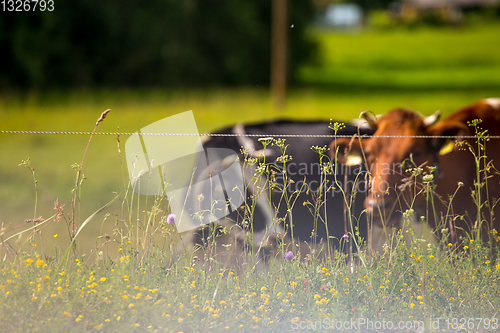 Image of Cows pasture in green meadow in mist.