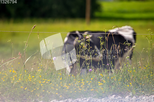 Image of Cows pasture in green meadow in mist.