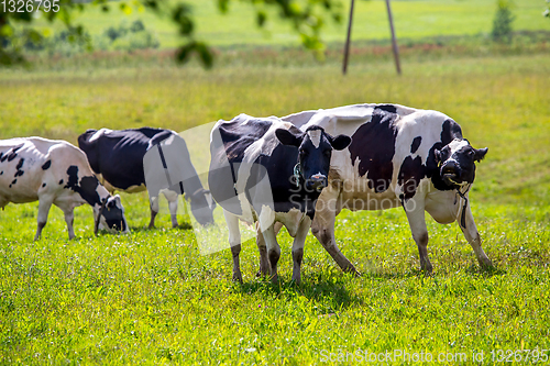 Image of Cows pasture in green meadow.