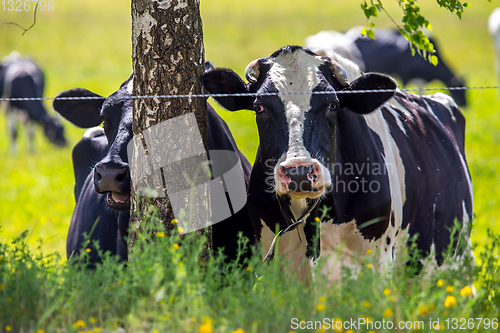 Image of Cows at birch in green meadow.