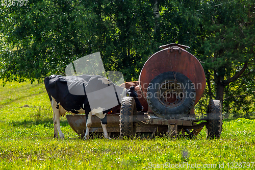Image of Cow at the tank in green meadow.