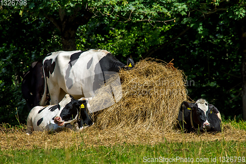 Image of Cows in stack of hay.