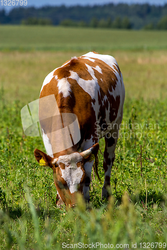 Image of Cow pasture in green meadow.