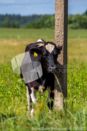 Image of Cow at the pole in green meadow.