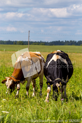 Image of Cows pasture in green meadow.