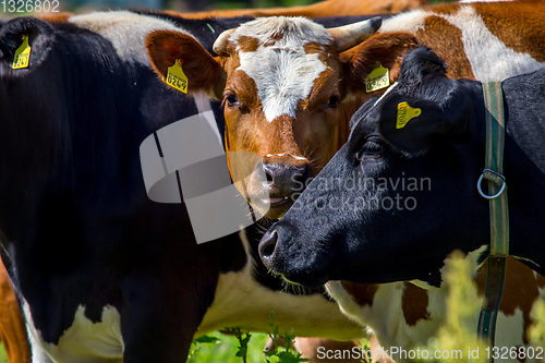 Image of Portrait of dairy cows in pasture. 