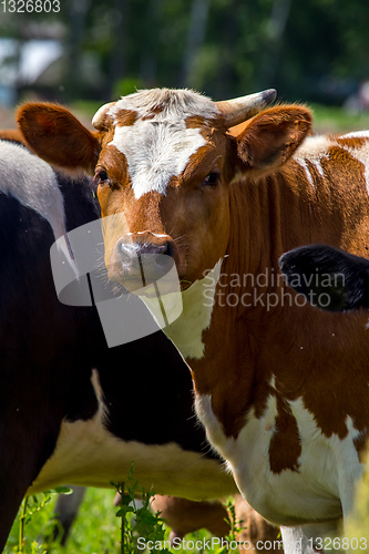 Image of Portrait of dairy cow in pasture. 