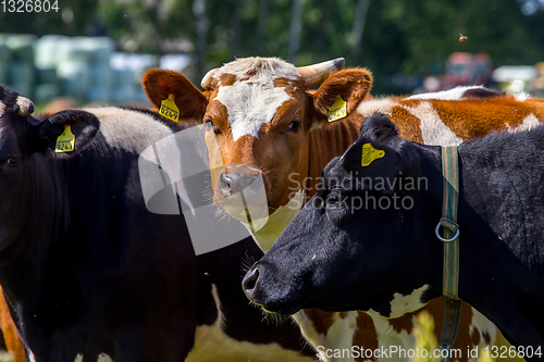 Image of Portrait of dairy cows in pasture. 