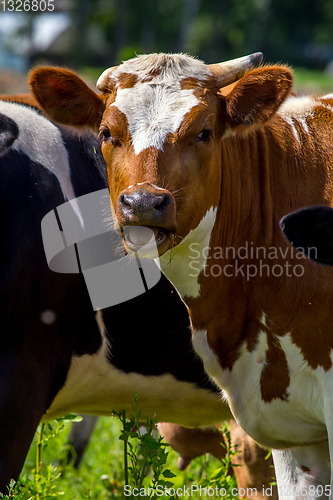 Image of Portrait of dairy cow in pasture. 