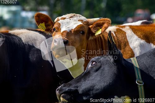 Image of Portrait of dairy cow in pasture. 