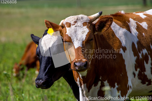 Image of Portrait of dairy cow in pasture. 