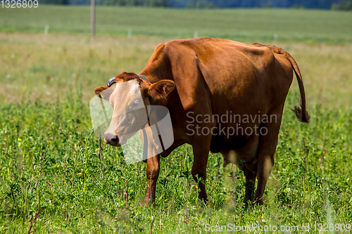 Image of Cow pasture in green meadow.