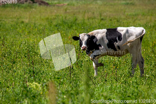 Image of Bull pasture in green meadow.