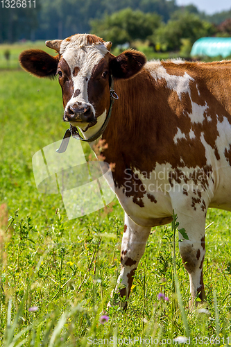 Image of Cow pasture in green meadow.