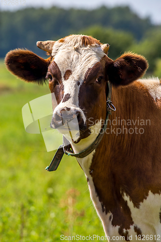 Image of Portrait of dairy cow in pasture. 