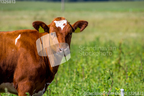 Image of Cow pasture in green meadow.