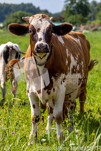 Image of Cow pasture in green meadow.