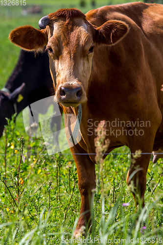 Image of Cow pasture in green meadow.