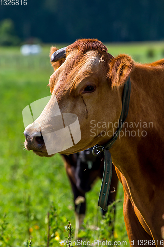 Image of Portrait of dairy cow in pasture. 