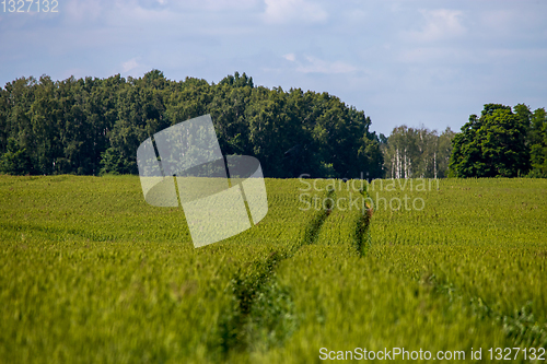 Image of Path on the green cereal field.