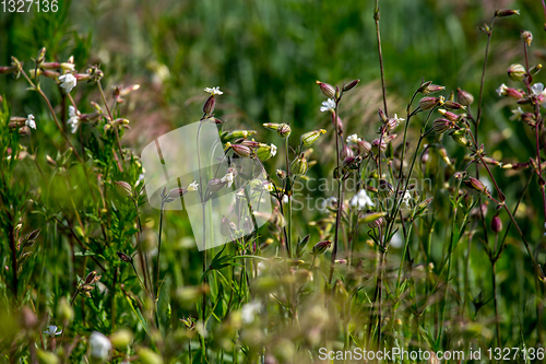 Image of Rural flowers in green grass