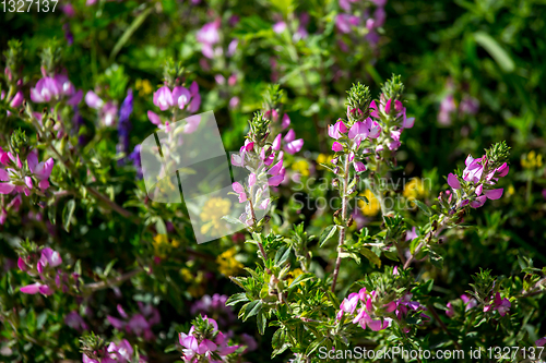 Image of Pink rural flowers in green grass