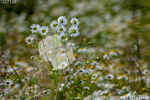 Image of White rural flowers in green grass