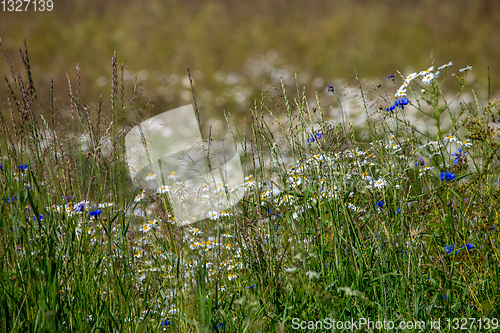 Image of Daisies and cornflowers in green grass