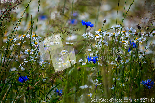 Image of Daisies and cornflowers in green grass