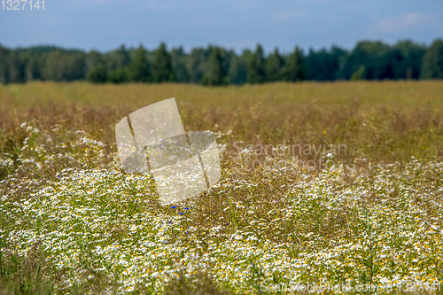 Image of Landscape with daisies in meadow.