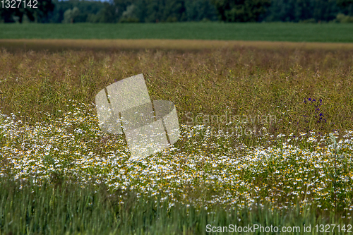 Image of Landscape with daisies in meadow.