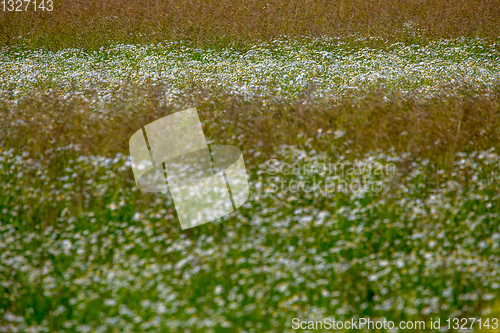 Image of Landscape with daisies in meadow.