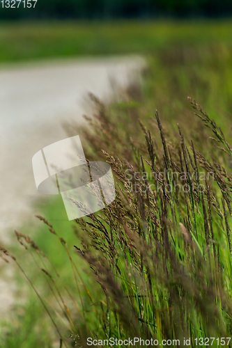 Image of Large grass next to the road.