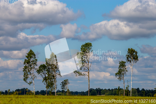 Image of Landscape with trees and blue sky