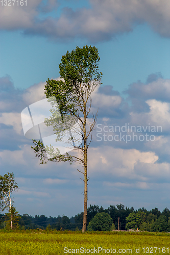 Image of Landscape with trees and blue sky