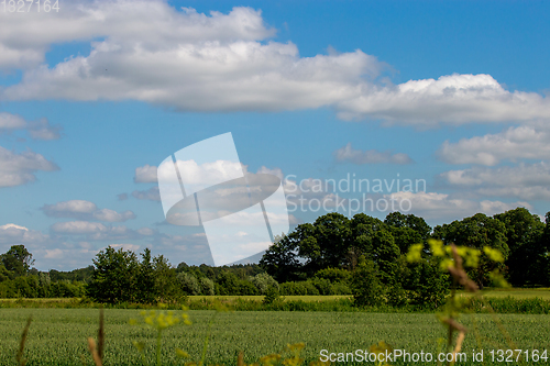 Image of Landscape with cereal field, forest and blue sky