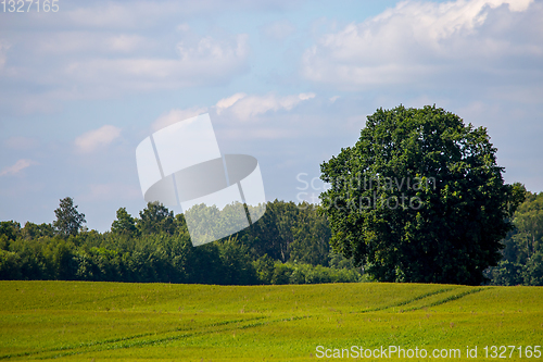 Image of Landscape with cereal field, forest and blue sky