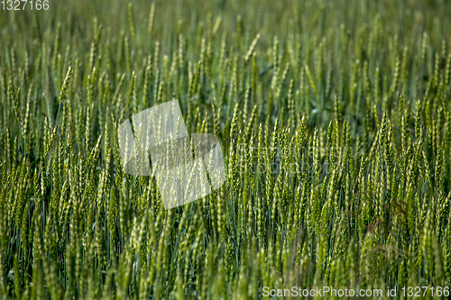 Image of Cereal field as nature background.