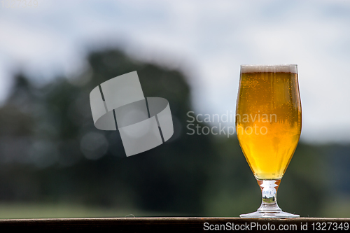 Image of Glass of beer on green nature background. 